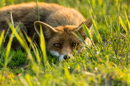 Vos op de uitkijk liggend in gras van de Oostvaardersplassen.