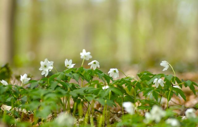 IVN-KNNV | Voorjaarswandeling in Ratum