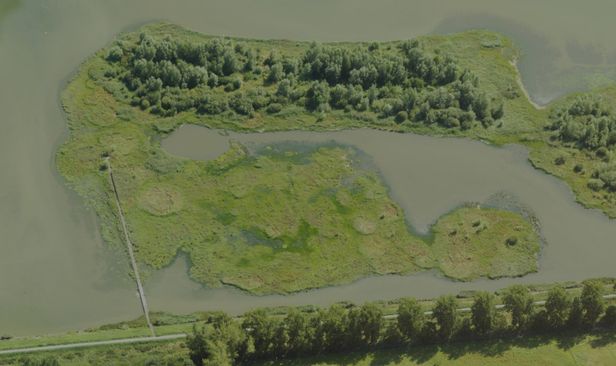 Oosterse Bekade Gorzen - Rinkelpit