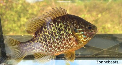 Lecture ‘Invasive Species’ at IVN Laarbeek