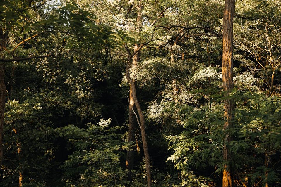 Foto van verschillende boomsoorten in het bos in Drenthe.