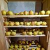appelkast