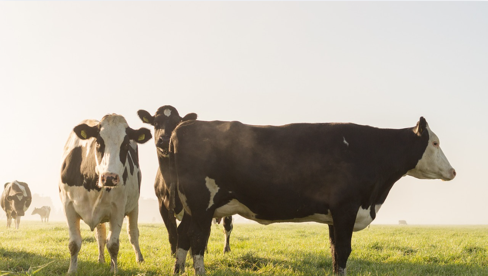Beleefboerderij De Elihoeve in Snelrewaard, Groene Hart, zwartbonte melkkoeien staan in een groene polderweide tijdens een zonnige ochtend in het landelijke veenweidegebied.
