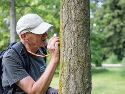 Persoon bekijkt een boom van dichtbij