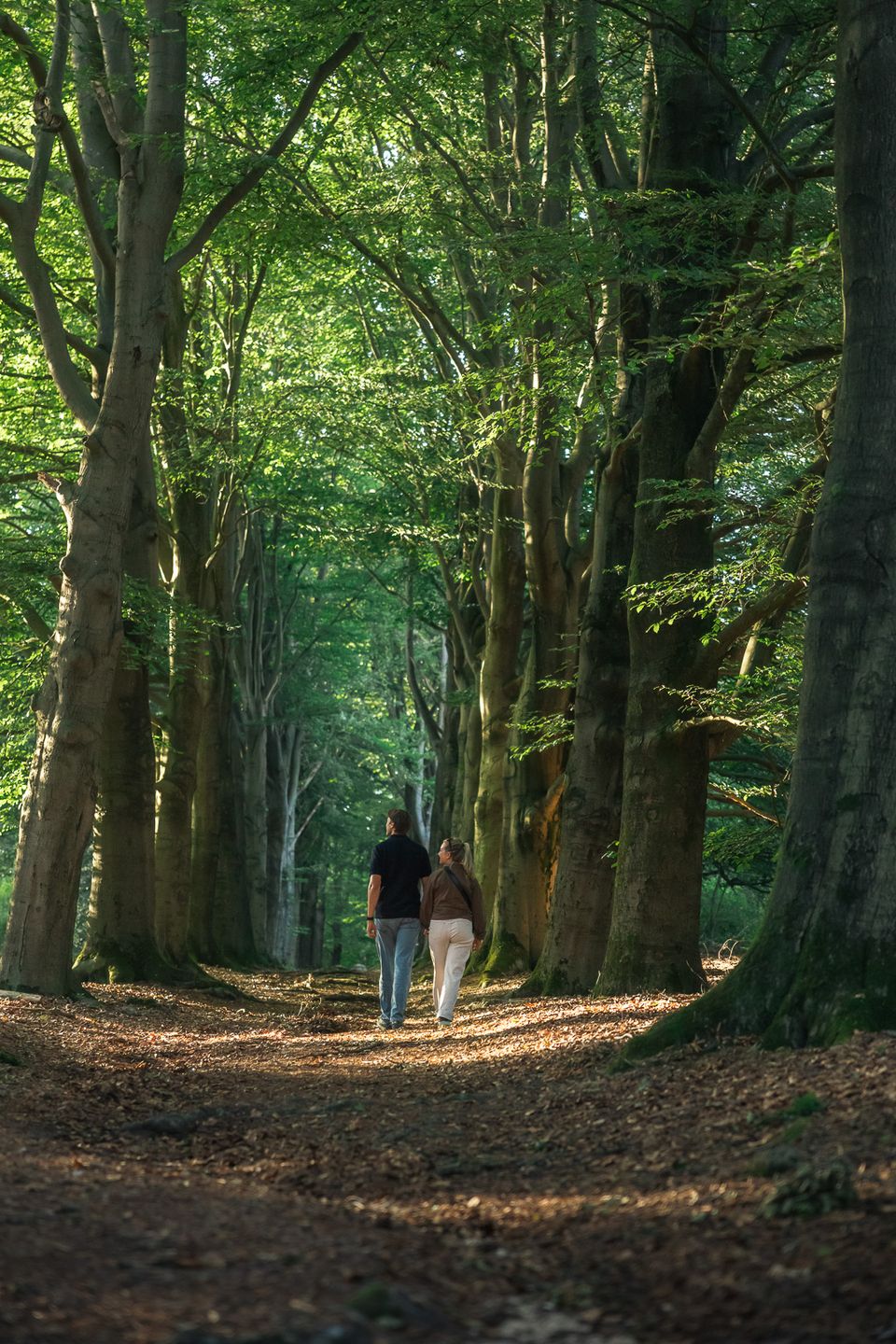 Man en vrouw lopen over pad met hoge bomen