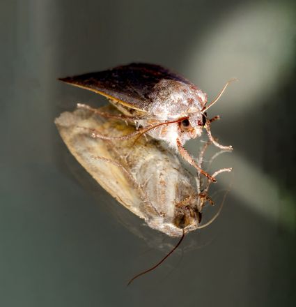 Macrofoto van twee nachtvlinders op een verlichte wand tijdens nachtvlinderexcursie van natuurvereniging KNNV Woerden in Woerden, Groene Hart,