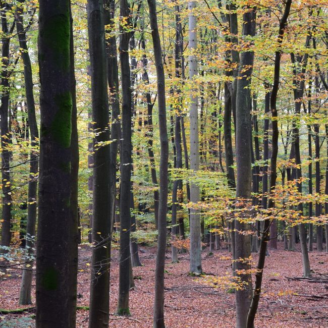 Vroege voorjaarswandeling: Vijverberg