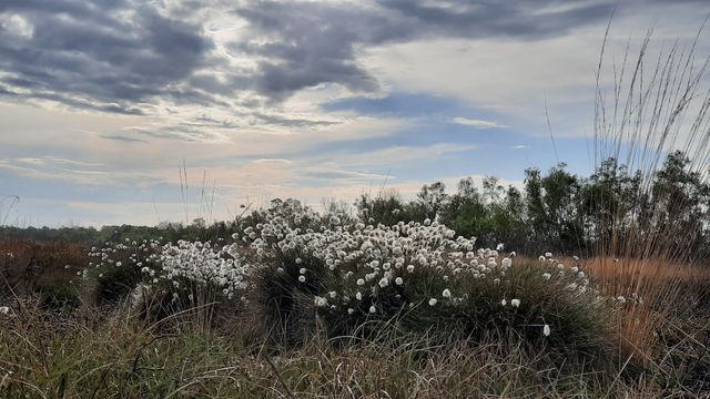 Zwerftocht door de Peel