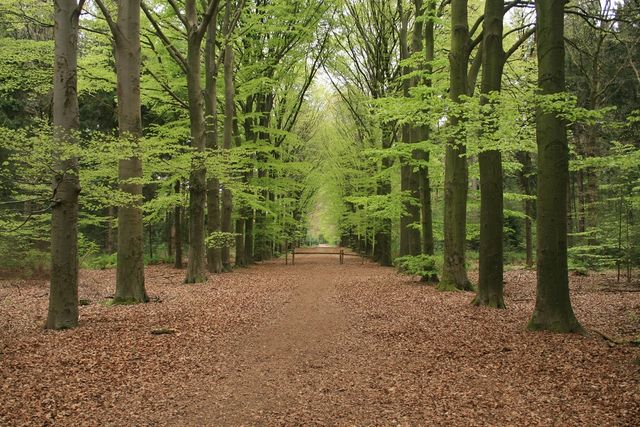 Spaarbankbos Foto Het Drentse Landschap