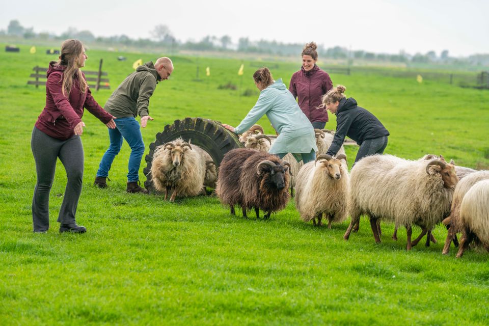 Activiteitenboerderij De Boerinn in Kamerik, Groene Hart, deelnemers drijven samen een kudde schapen door een groen weiland tijdens de buitenactiviteit schapendrijven.