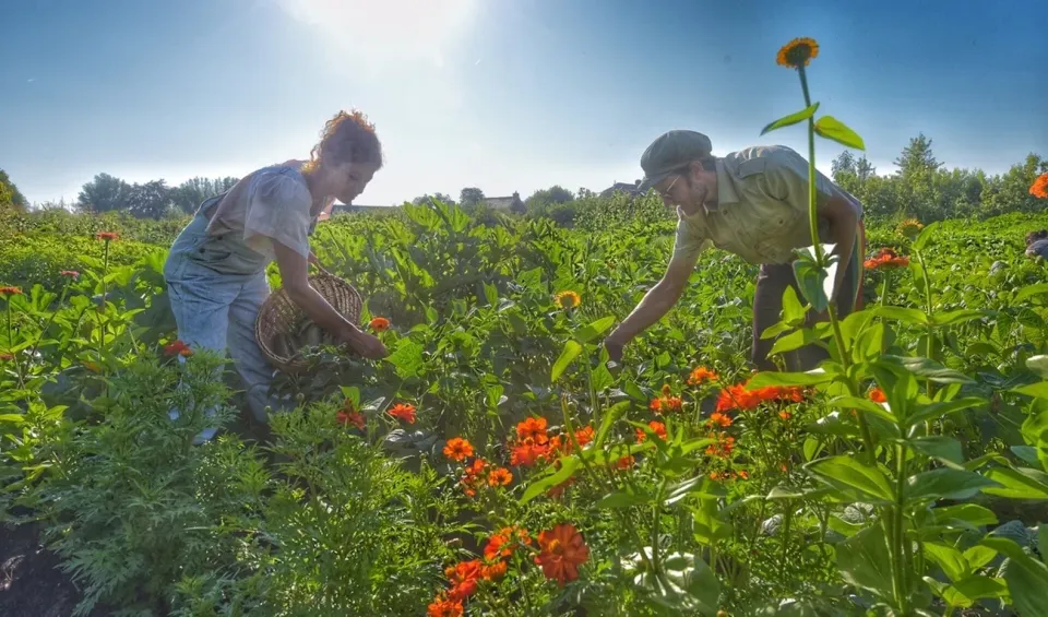 Twee mensen plukken bloemen en groenten in De Proeftuin van Linschoten – een duurzame pluktuin vol kleur en biodiversiteit in het Groene Hart.