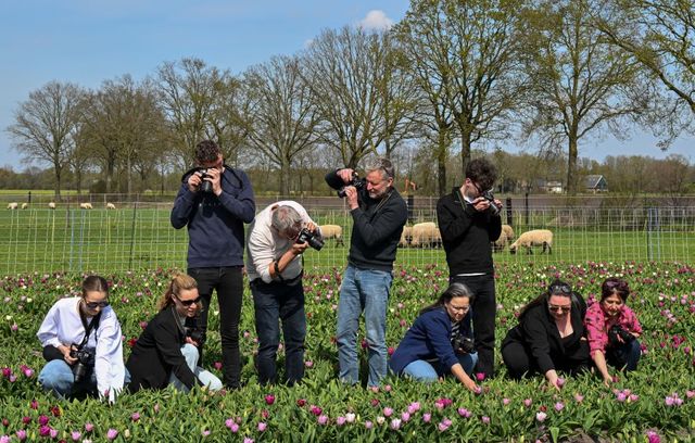 Een groep mensen maken met camera's foto's van een veld paarse tulpen