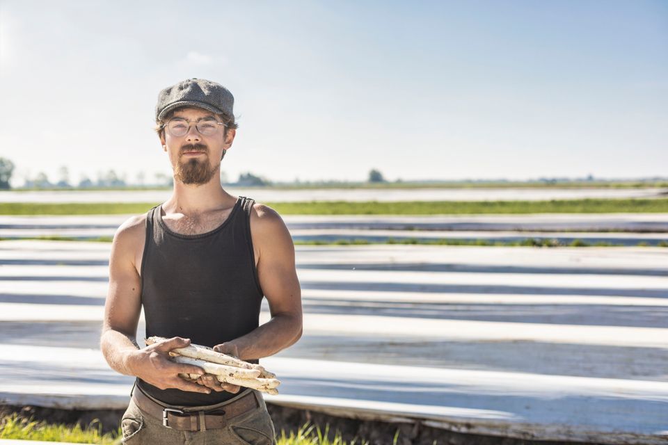 Asperges in Flevoland