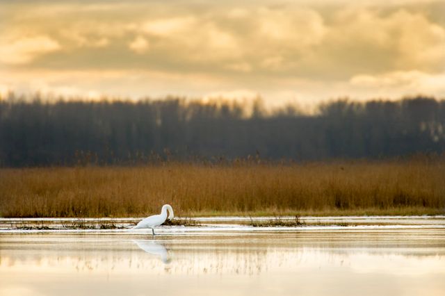 een van de vele vogelsoorten in het Lauwersmeer: de zwaan