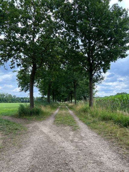 De Biezen