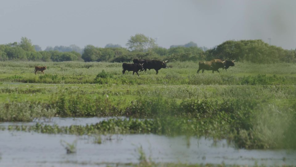 Heckrunderen met kalfjes Slikken van Flakkee