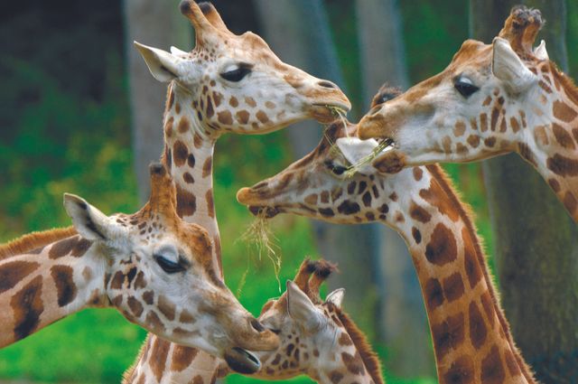 Koninklijke Burgers' Zoo - Giraffen