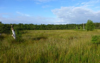 Veenlandschap weide