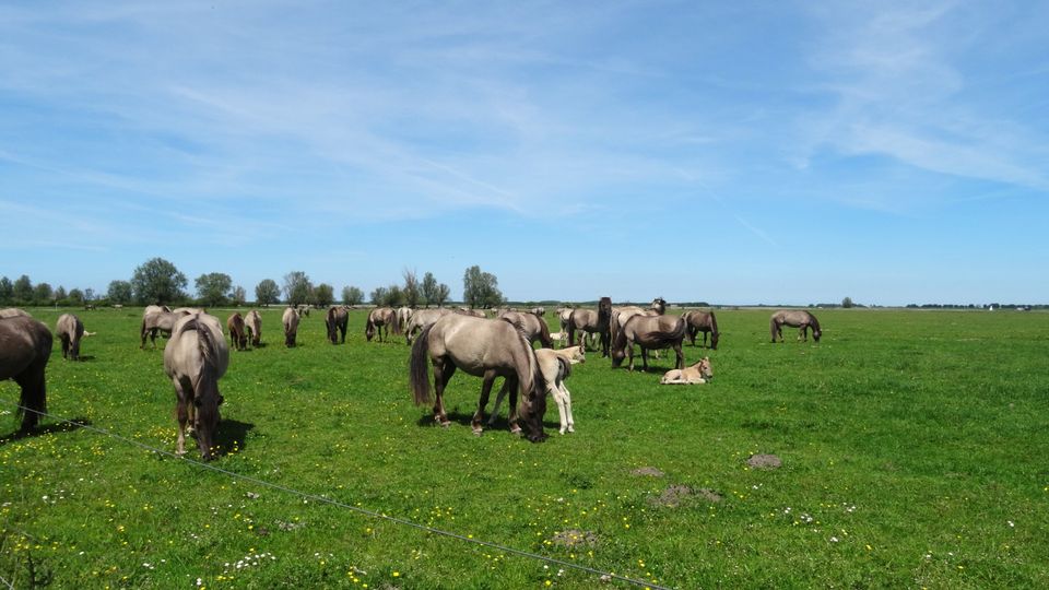 Langs de zuidoever van het Lauwersmeer