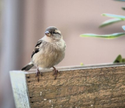 Nationale Gartenvogelzählung