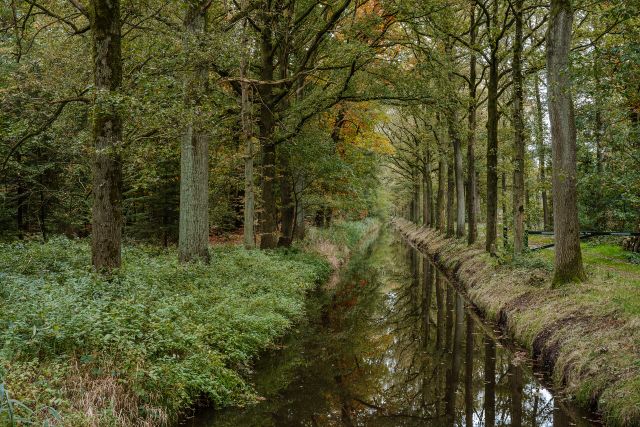 Het bos