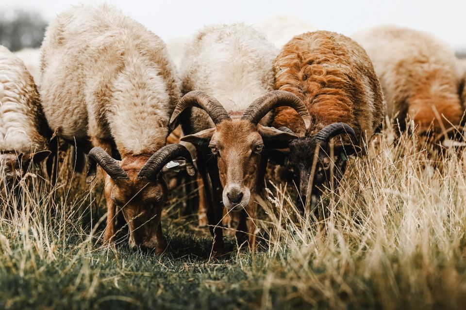 Drie schapen staan in het gras te grazen, waarvan één er in de camera kijkt.