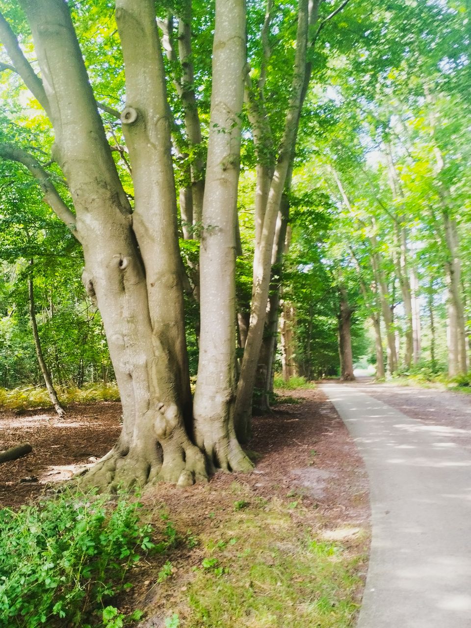Rolstoelpad Lyndenstein Beetsterzwaag