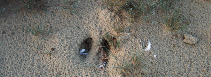 Dierenspoor