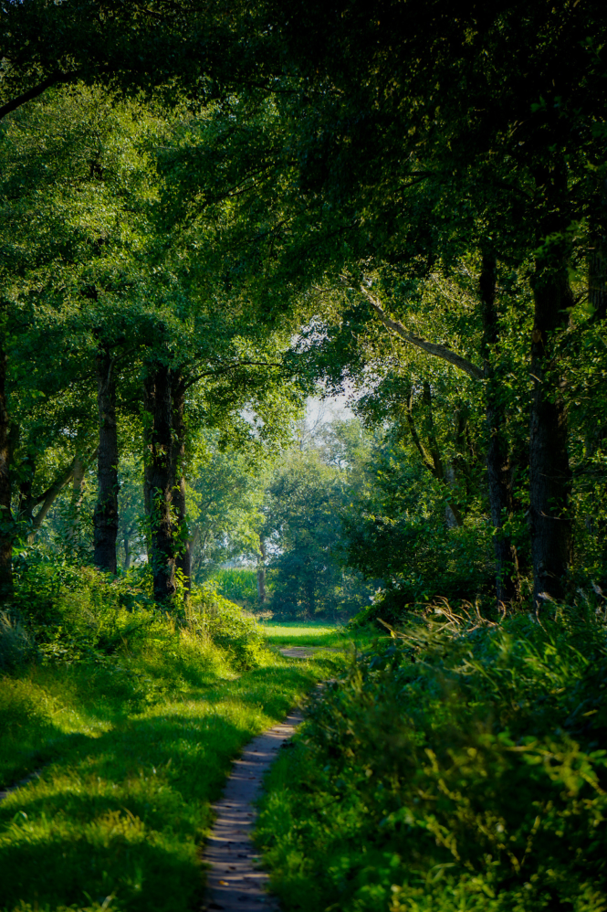 Een smal wandelpad tussen groene bomen door.