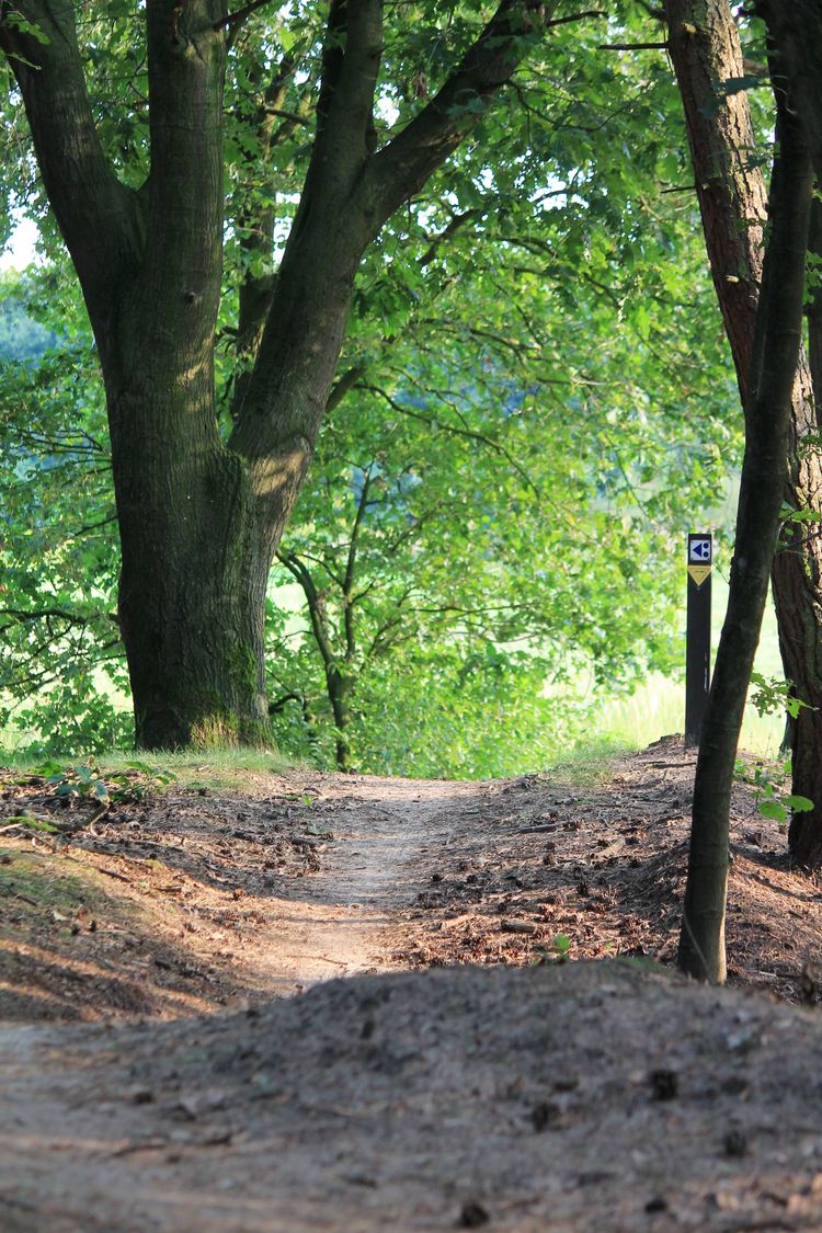 De mountainbike track in het Bakelse Bos