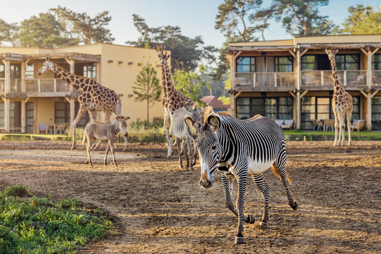 Safari Hotel Beekse Bergen VisitBrabant