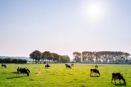 Cows in a field