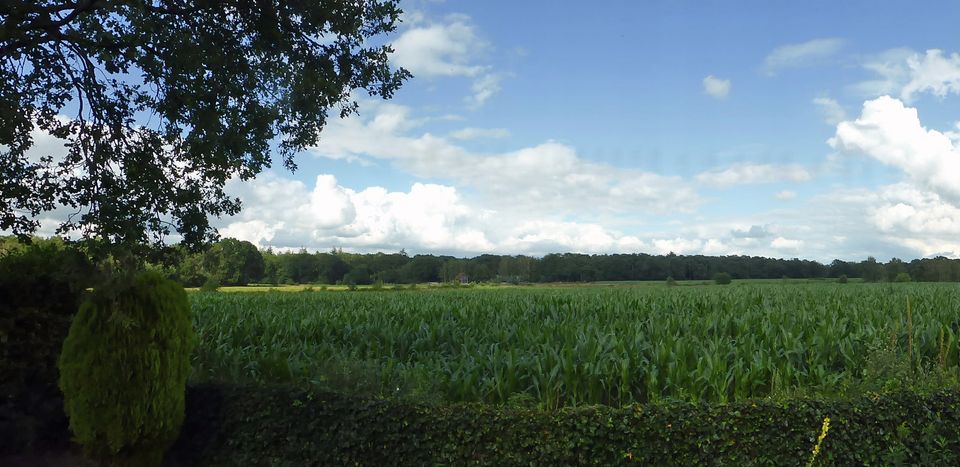 Landschapsfoto met blauwe lucht en zicht op een maisveld, een bosrand op de achtergrond en een boom op de voorgrond.