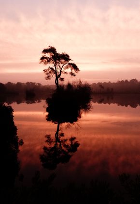 Oisterwijkse bossen en vennen avond