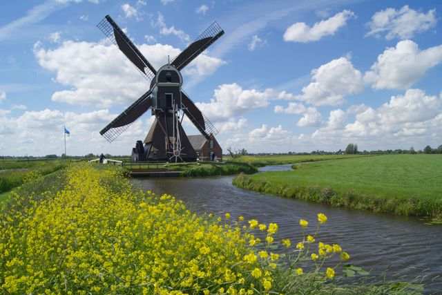 De Cabauwse Molen omgeven door bloeiende koolzaadvelden langs een sloot onder een blauwe lucht.