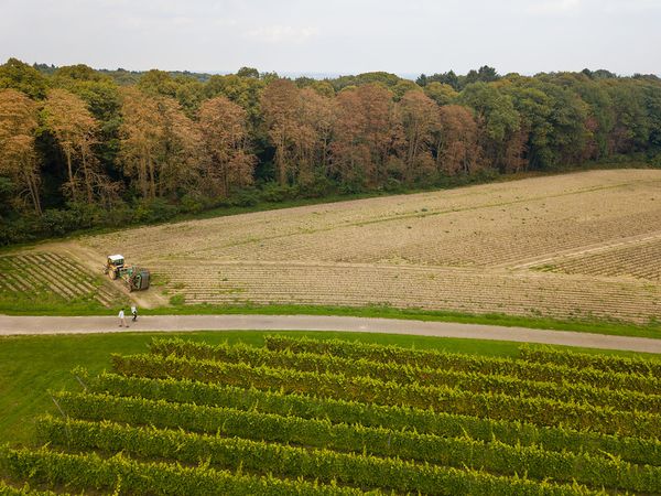 Wijngaard de Holdeurn