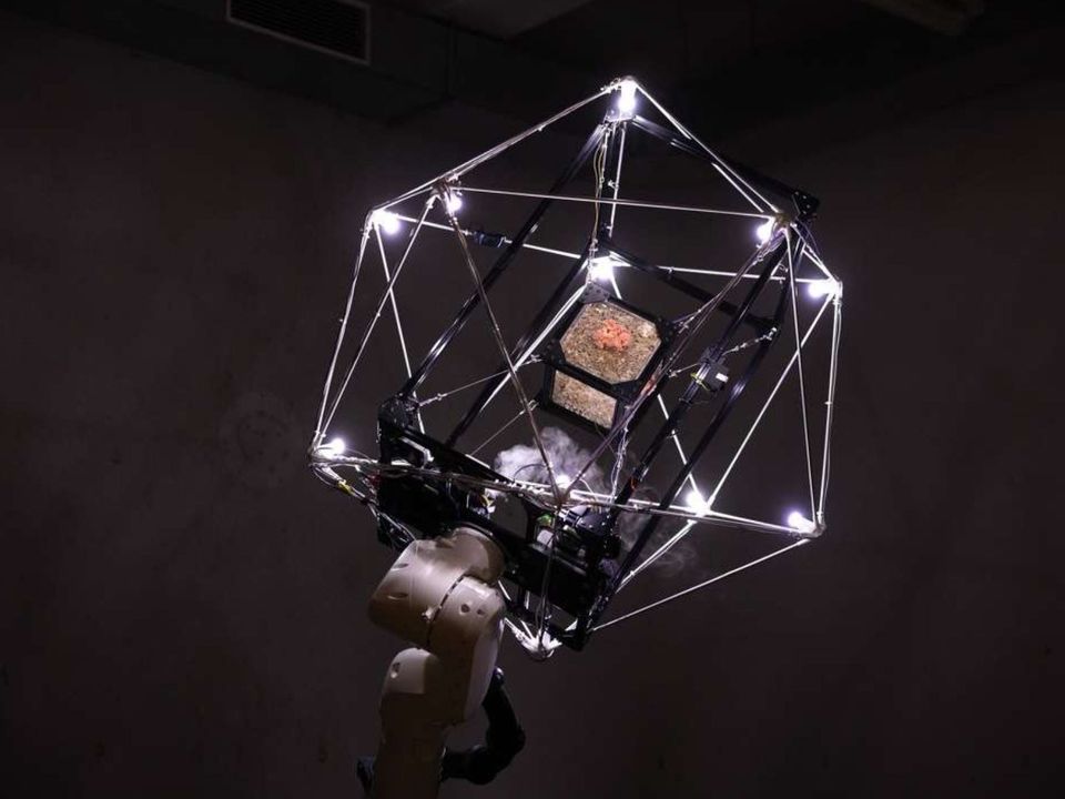 Mycogravity vanaf boven