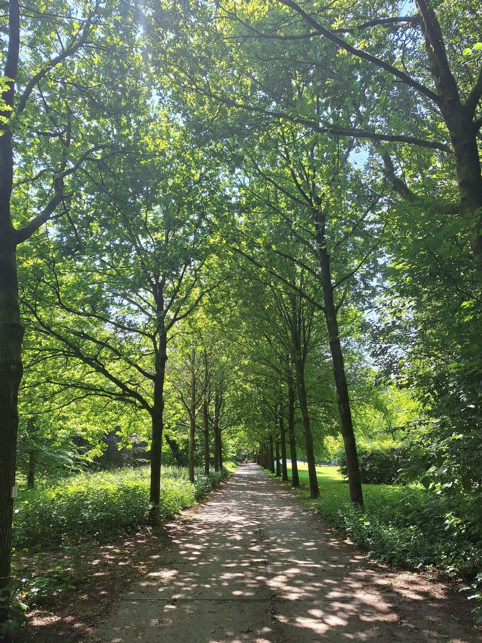 Familiepad Drents-Friese Wold