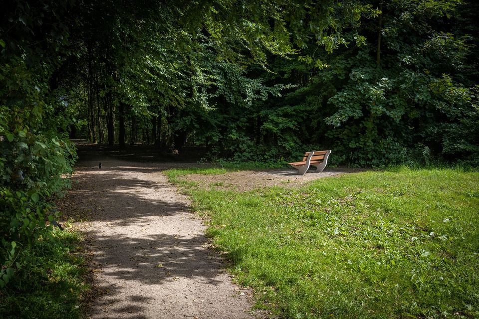 Bankje in de zon langs het pad in het IJsselbos. We zien ook veel bomen en een veldje.