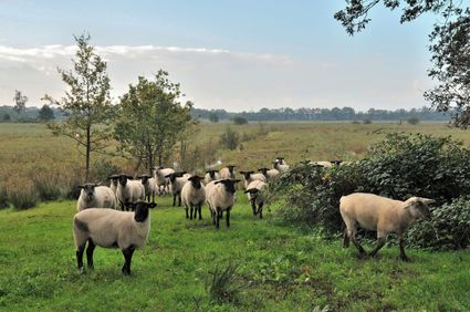 Kudde schapen graast op de Kampina