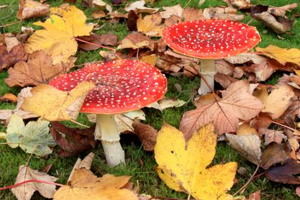 twee vliegenzwam paddenstoelen met bladeren eromheen