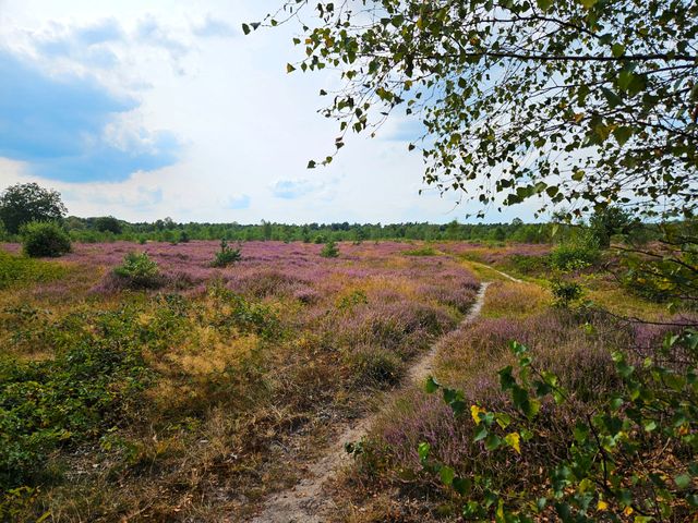 Highlights en uitjes Oss, heide in de omgeving van Oss