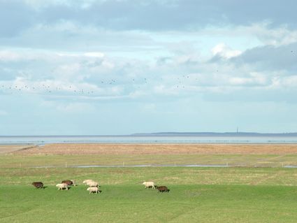 schapen kijken in Noord-Friesland