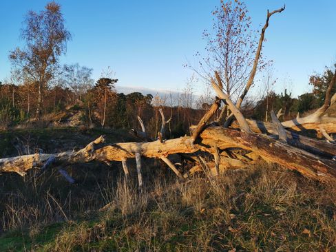 Omgevallen boom Hulshorsterzand YK