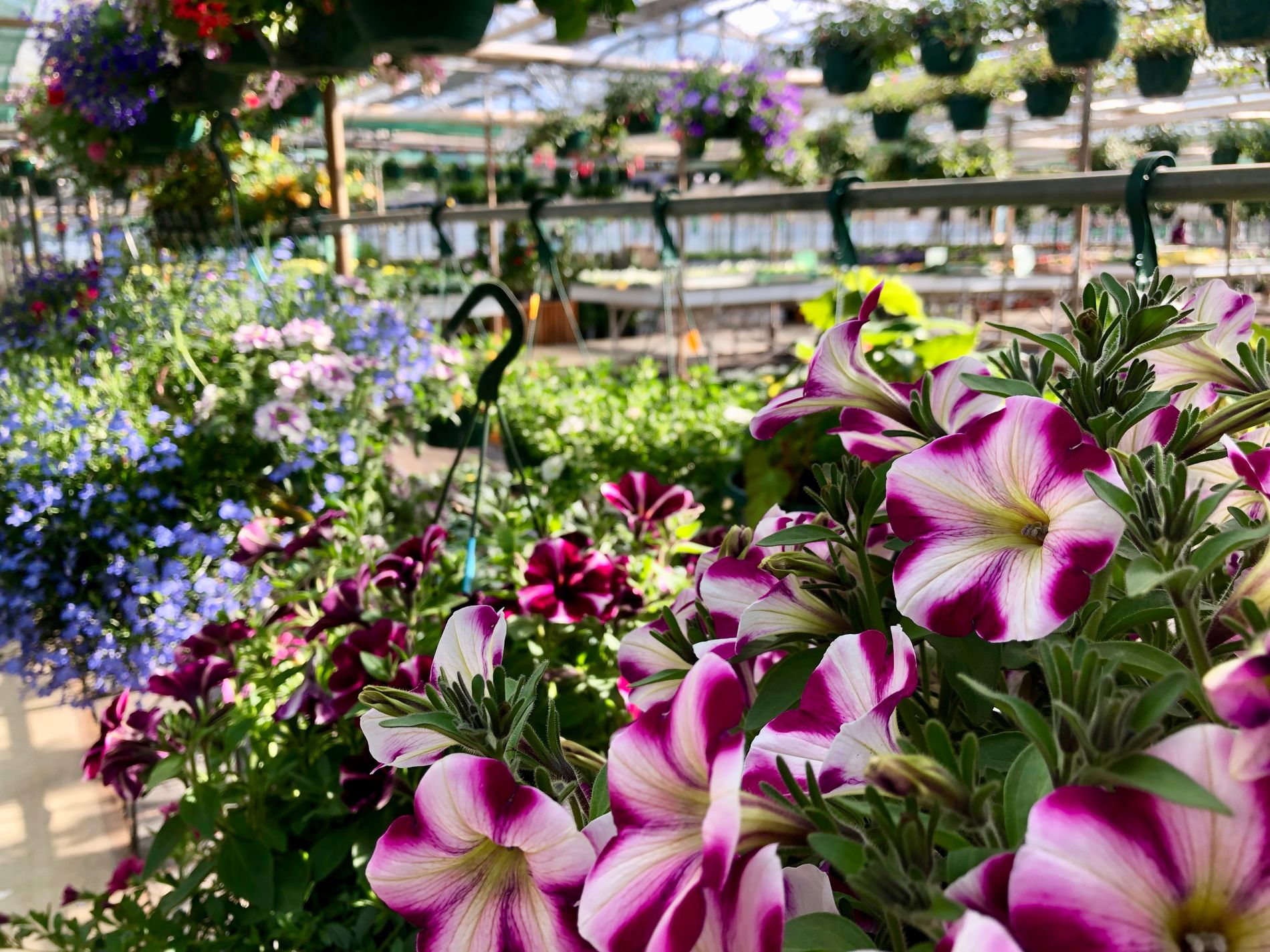 Bloemen bij Van der Linden Kwekerij