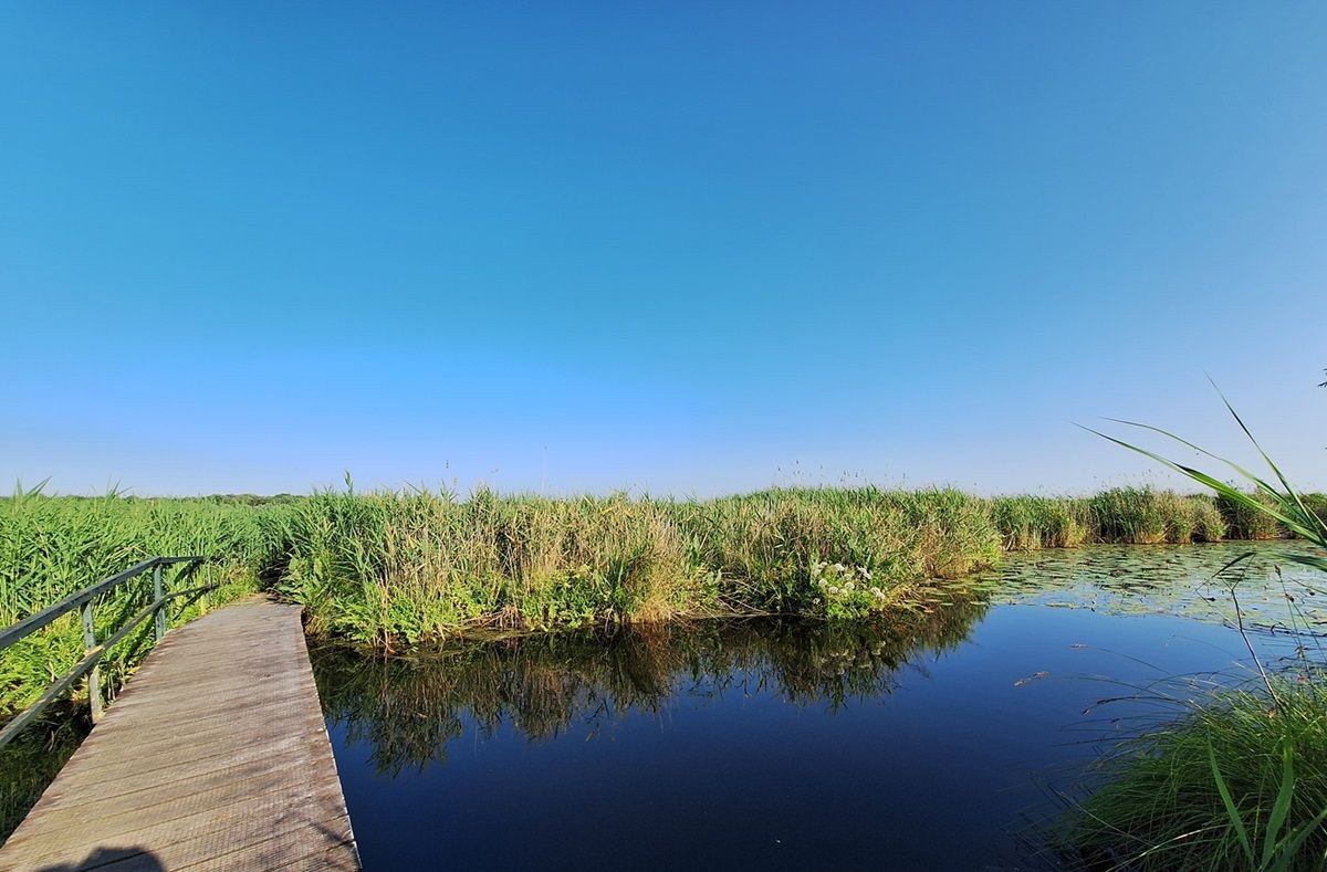 Vlonderpad tussen het riet van de Zouweboezem