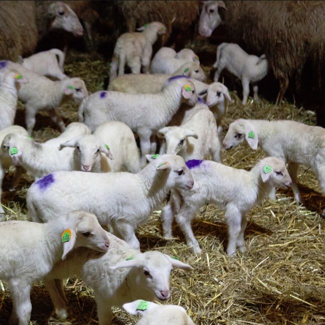 Lammetjes bij elkaar