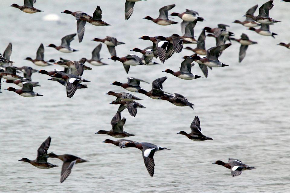 Smienten in de lucht