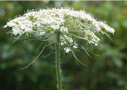 Natuurbegraafplaats Hoeve Ruth - Wilde peen