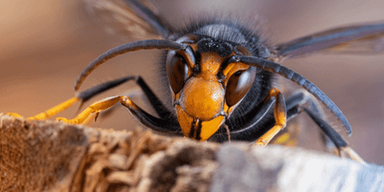 Bijen en het gevaar van de Aziatische Hoornaar
